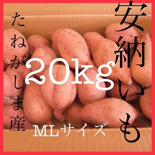 種子島産安納芋 MLサイズ20kg さつまいも 安納芋 紅 1 さつまいも