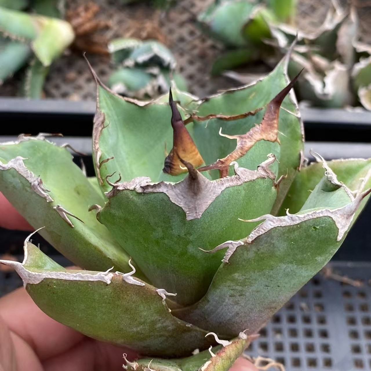 特選中株 アガベ チタノタ 黒豹 極上狂棘大甲蓋 多肉植物 - メルカリ