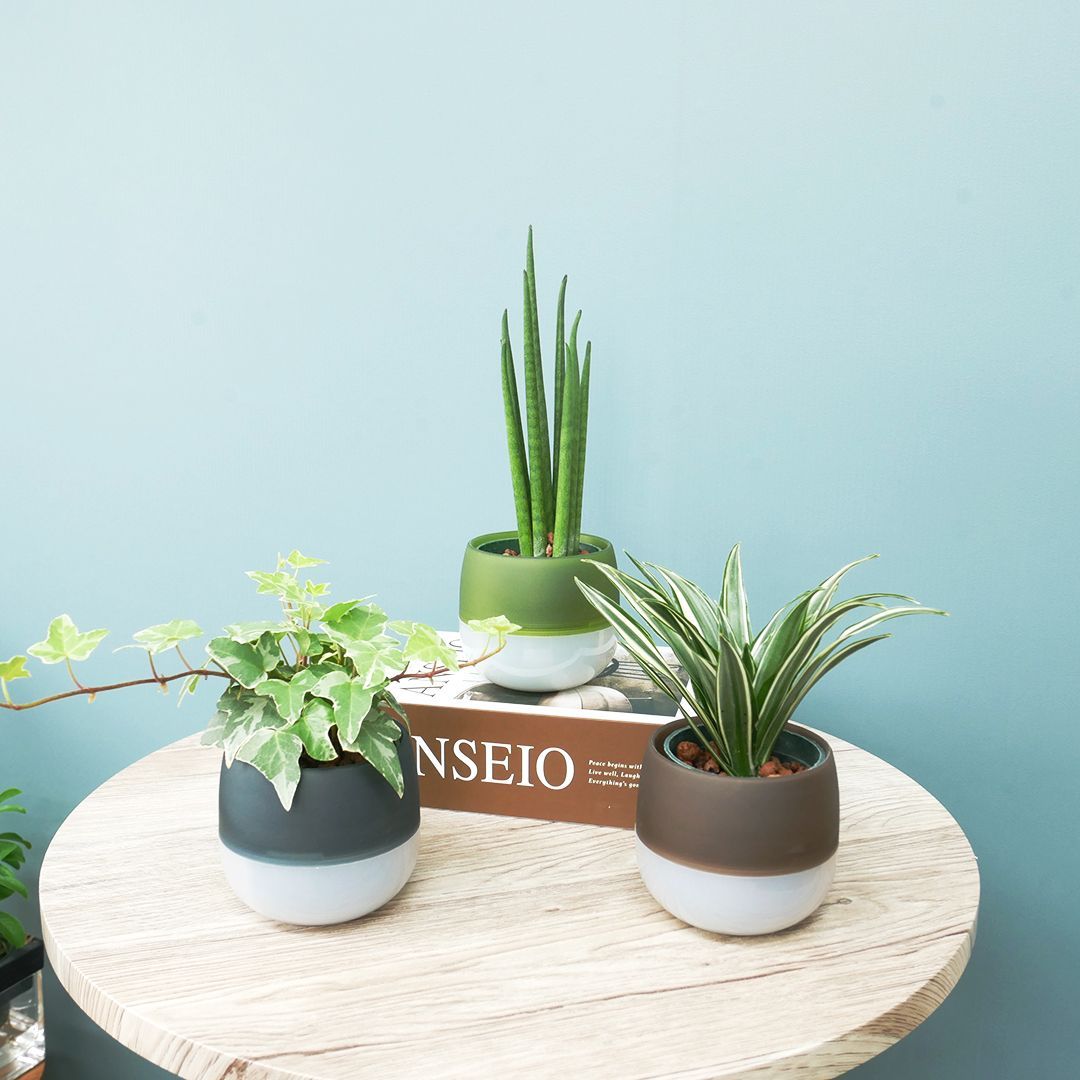 Resurrection☆Cycnus☆レザレクション☆8.5型☆キャスター付☆