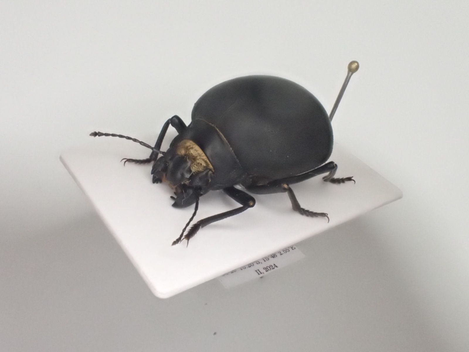 ナミビア産 砂漠のゴミムシダマシ マエガミパッツンゴミムシダマシ