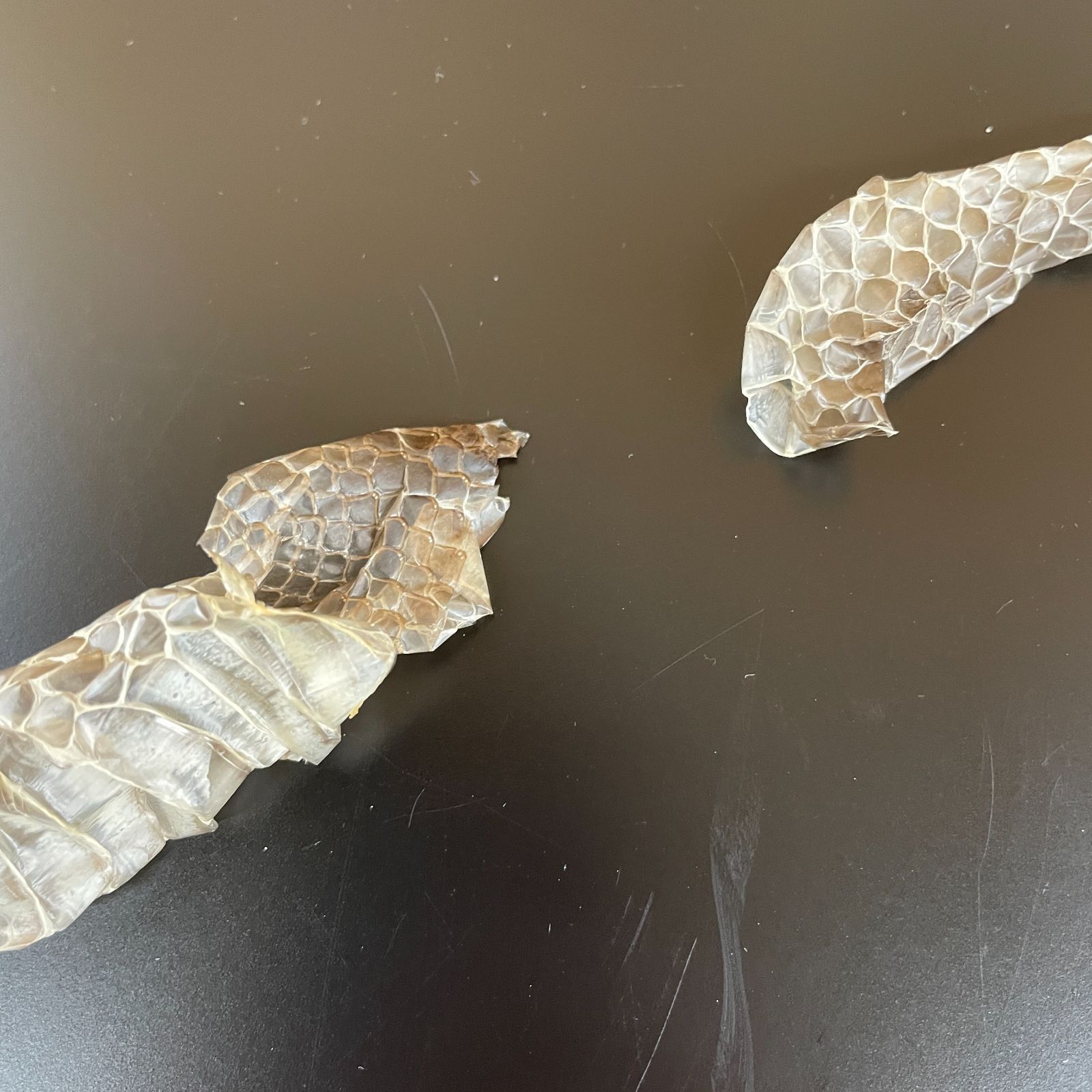 野生ヘビの抜け殻 蛇の抜け殻 約150cm ヘビの抜け殻 - メルカリ