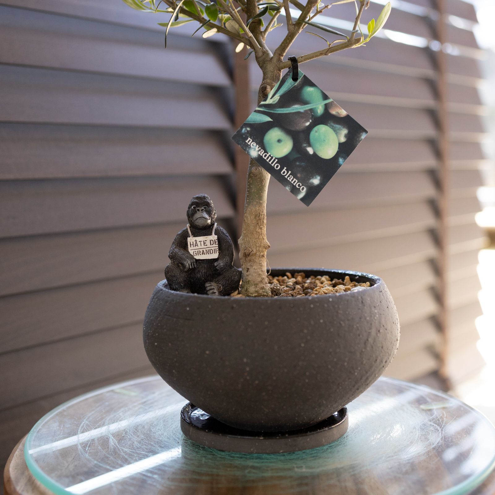 オリーブの木 タラスコア 植物 盆栽 インテリア けんた オリーブ