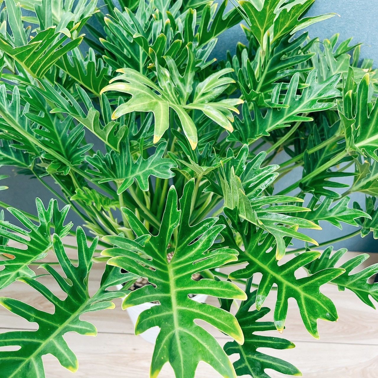 現品］13番 フィロデンドロン ジャイアントザナドゥ 幹上がり 8号 観葉