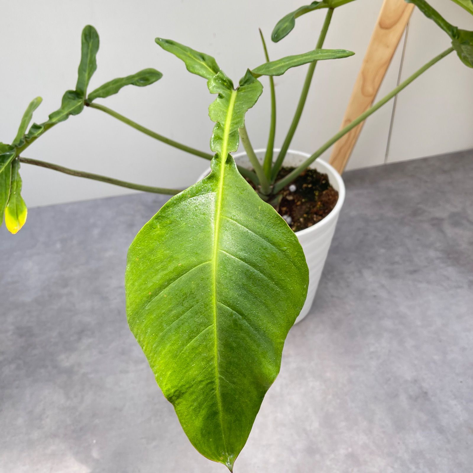 フィロデンドロン　ジョーピー　1【現品】☆希少☆ 観葉植物　室内 フィロデンドロン ジョーピー 1【現品】☆希少☆ 観葉植物 室内