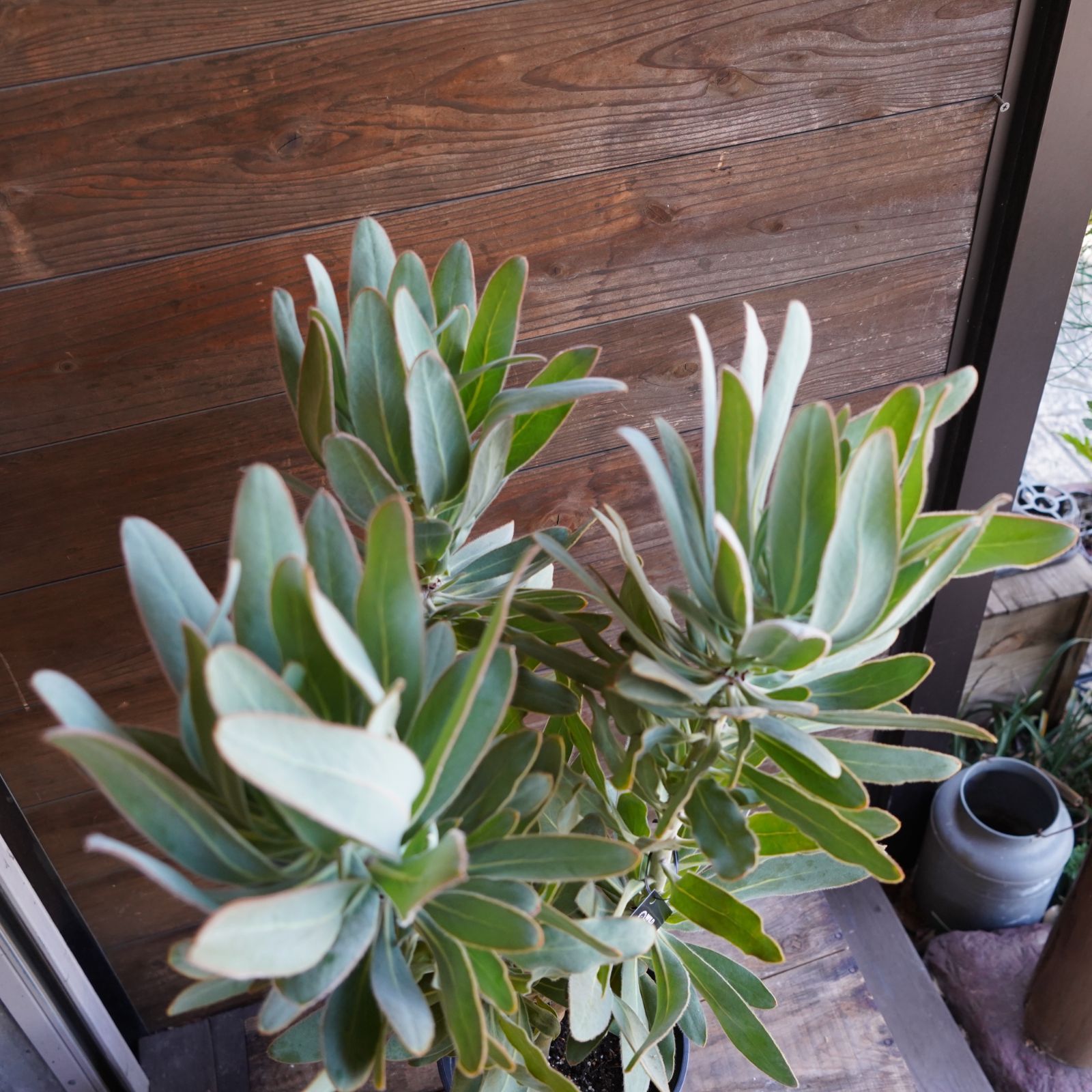 オリーブ　ネバディロブランコ　22【現品】観葉植物　創樹　SOUJU 7号 観葉植物 創樹(SOUJU) 幹太 オリーブの木 7号 ネバディロブランコ 1