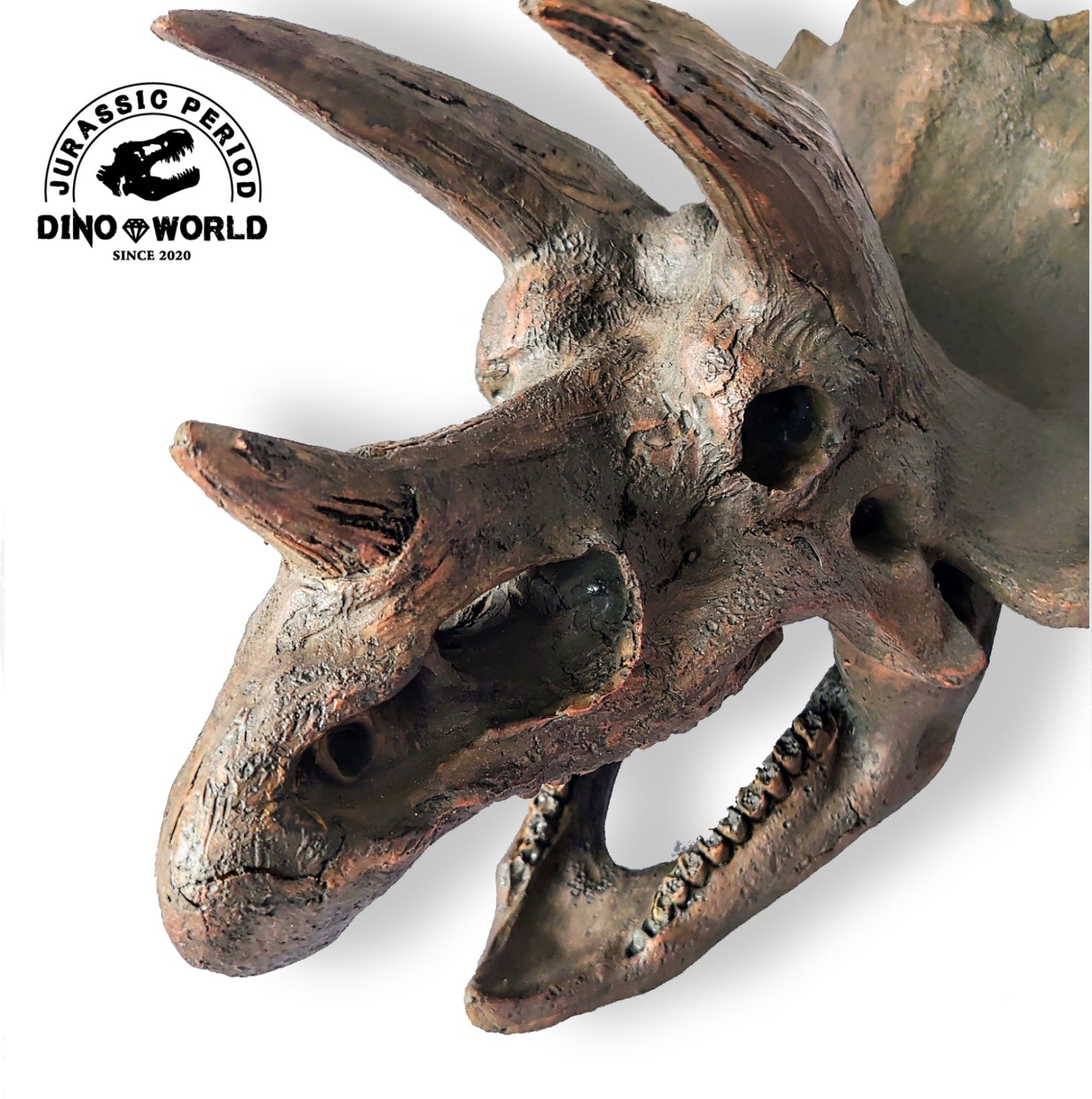 DinoWorld 】 トリケラトプス 頭骨 恐竜の化石 インテリアオブジェ - メルカリ
