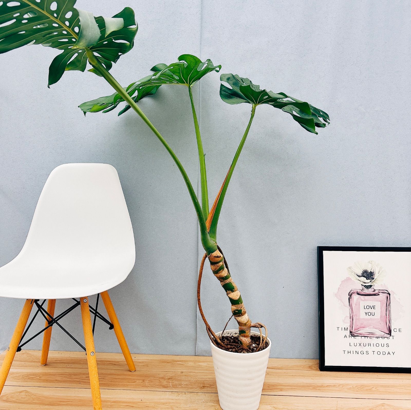 現品］3番 モンステラ 幹立ち 7号 観葉植物 ショップ 室内 大型 育て