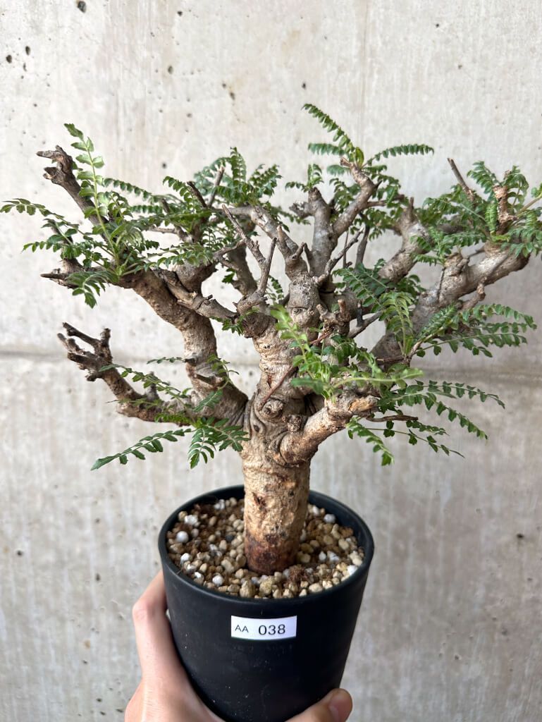 現品限り】ボスウェリア・ネグレクタ 現地株 発根済み 2ヶ月管理【AA38