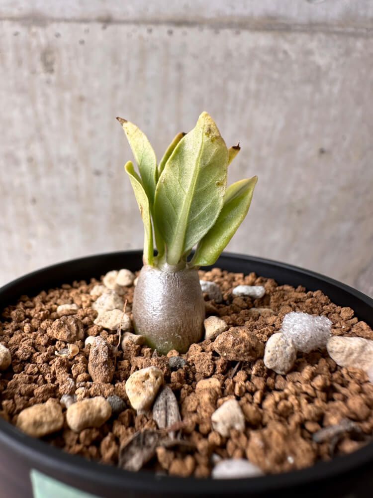 パキポディウム レアリー 実生 Pachypodium lealii ル*ス様 種子