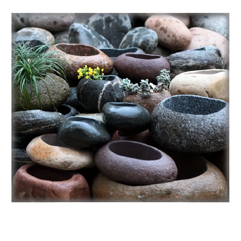 トウジュロ ヤシ シュロ 2メートル カリフォルニアドライガーデン