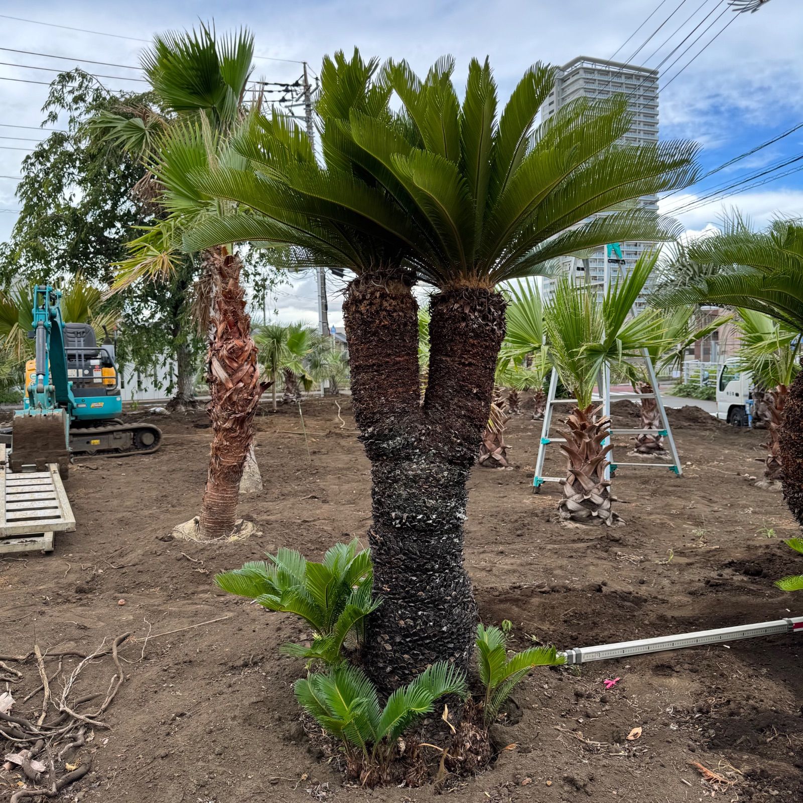 ソテツ　ダブルヘッド 引き取り限定 ソテツ ダブルヘッド 約1.5m 二股の幹 - メルカリ