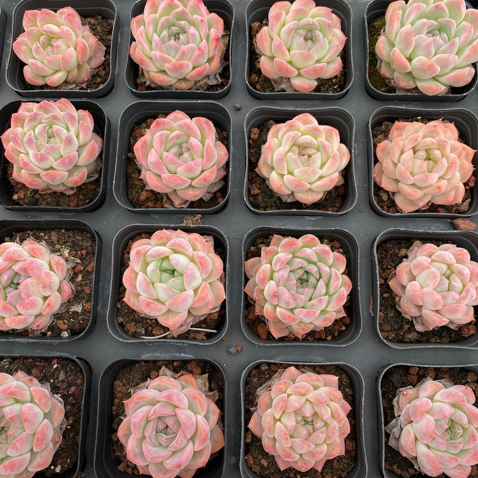 特価 抜き苗 クリームローズ LB1307×40株 ふっくら 多肉植物