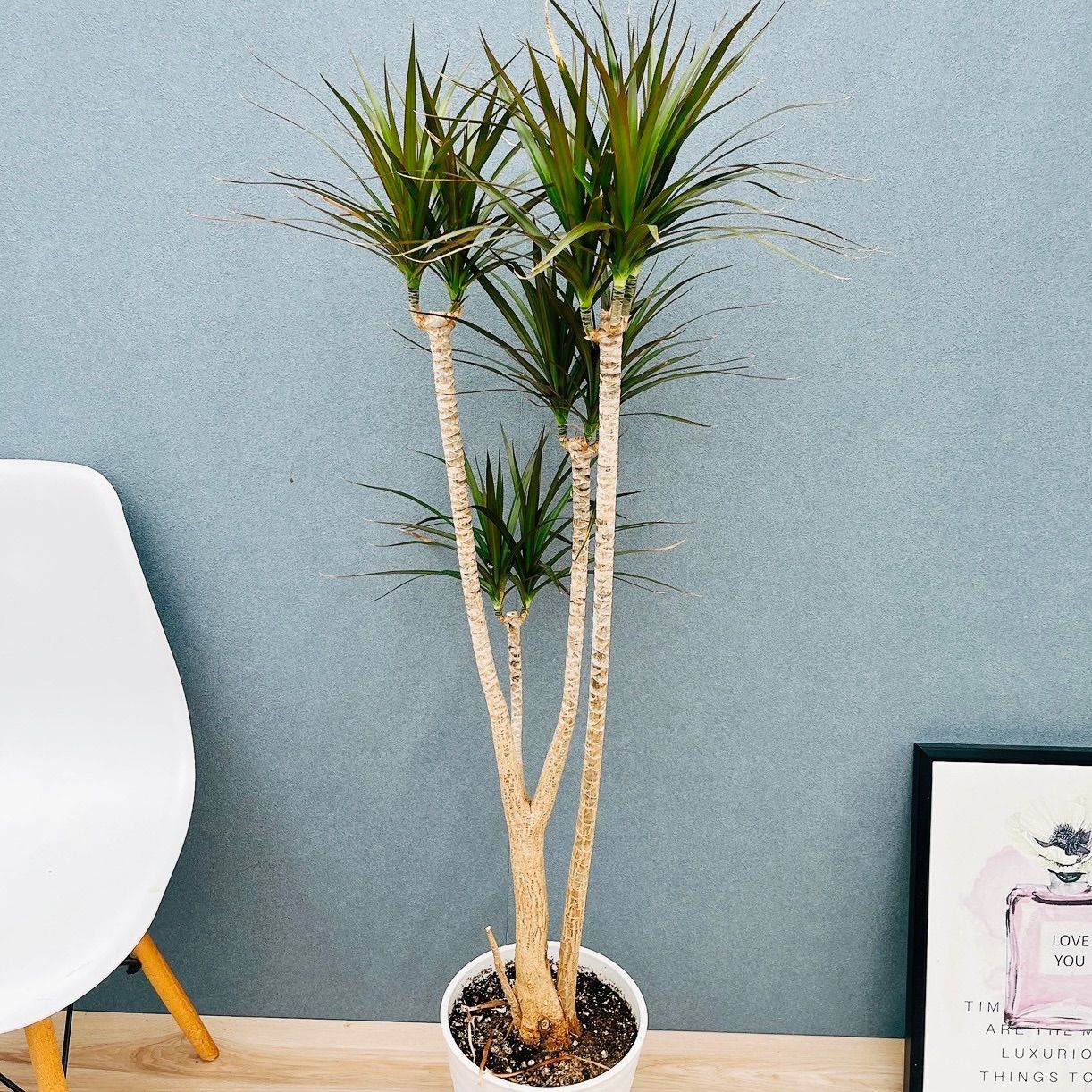 ［現品］17番　ドラセナコンシンネ　マジェンタ　観葉植物　室内　8号　かっこいい 現品］【希少】19番 ドラセナ コンシンネ マジナータゴールド 8