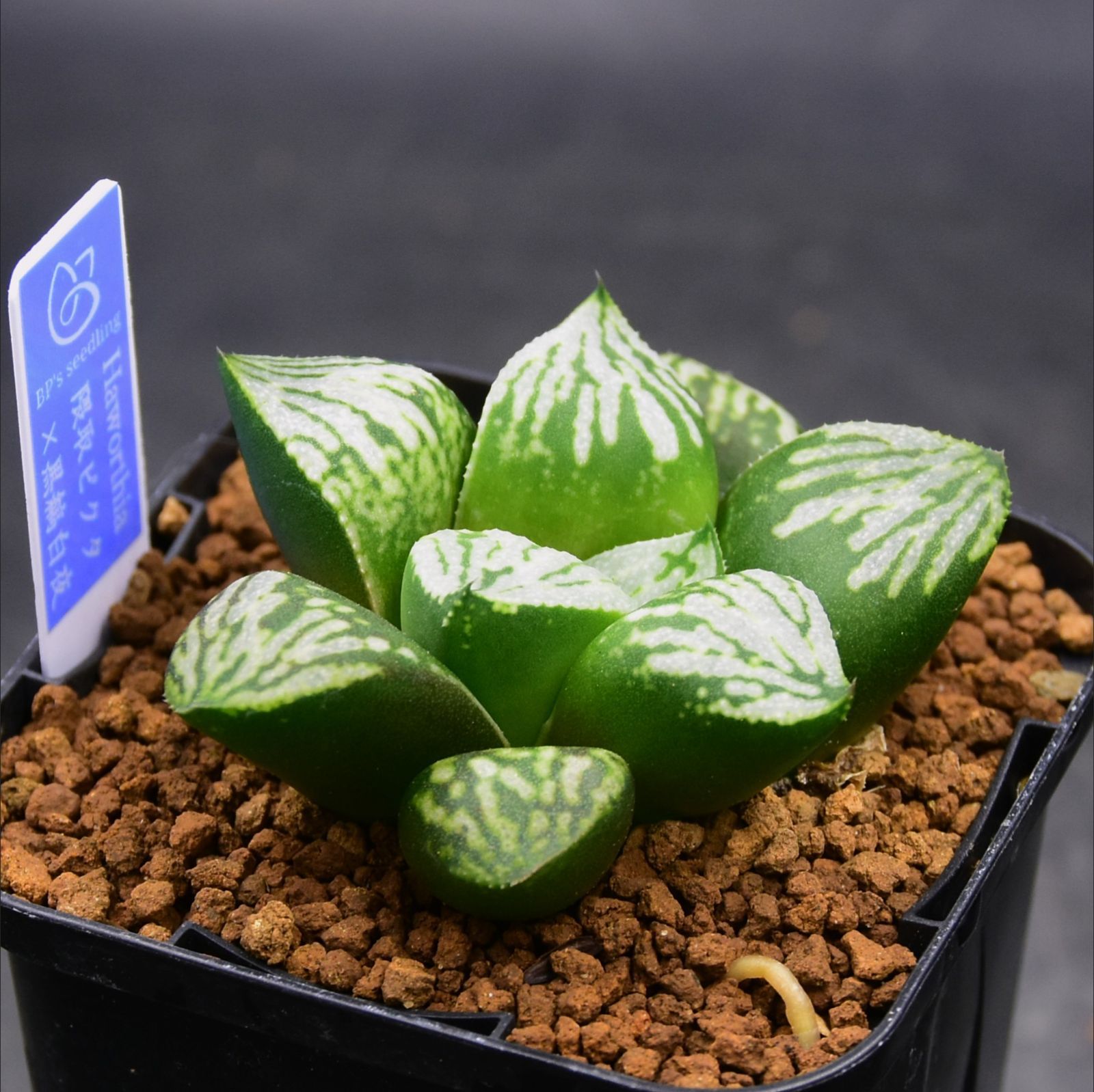 多肉植物 ハオルチア ソルディダ ハオルチア 多肉植物 Haworthia 硬葉 sordida Seedling ソルディダ