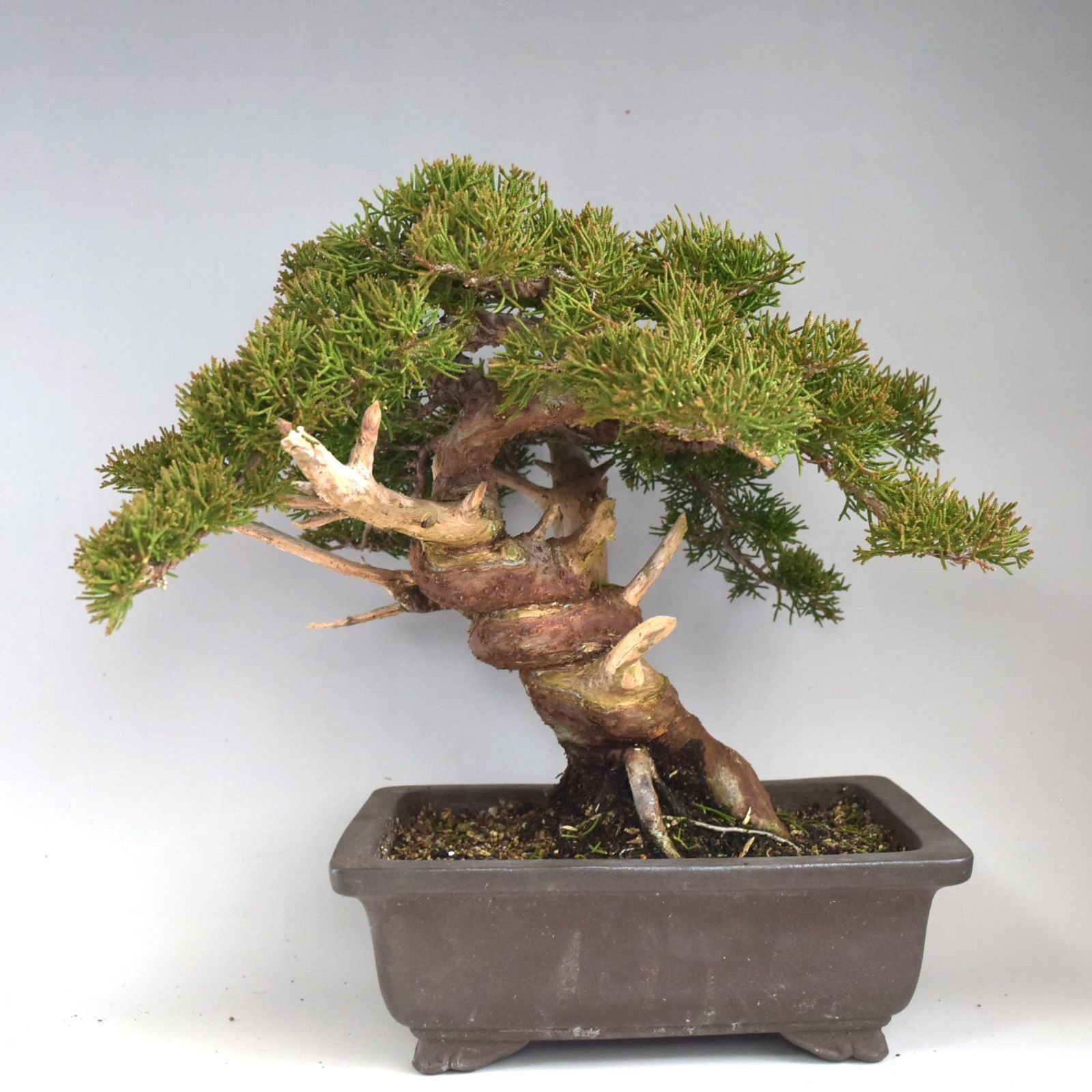 貴風盆栽糸魚川真拍bonsai - 盆栽