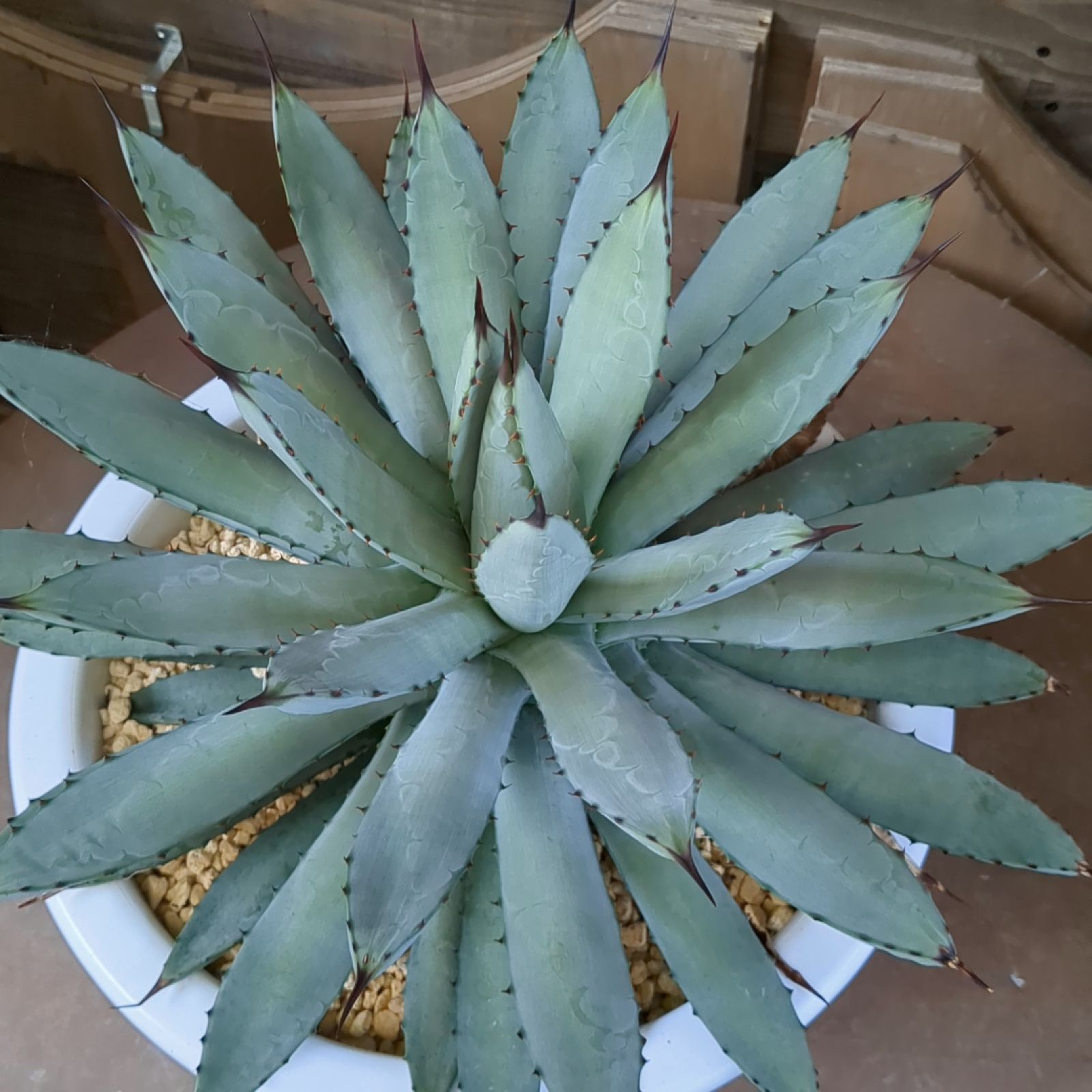 激シブ！大株！アガベ マクロアカンサ 鉢ごと発送 サボテン 多肉植物