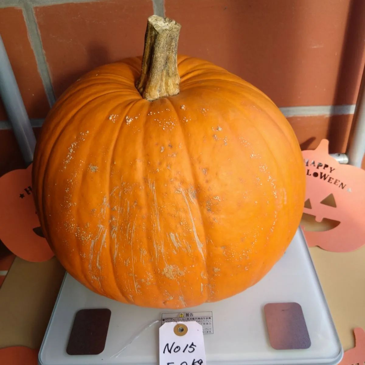 【訳あり】ハロウィンかぼちゃ　本物　直径22cm  ２個セット