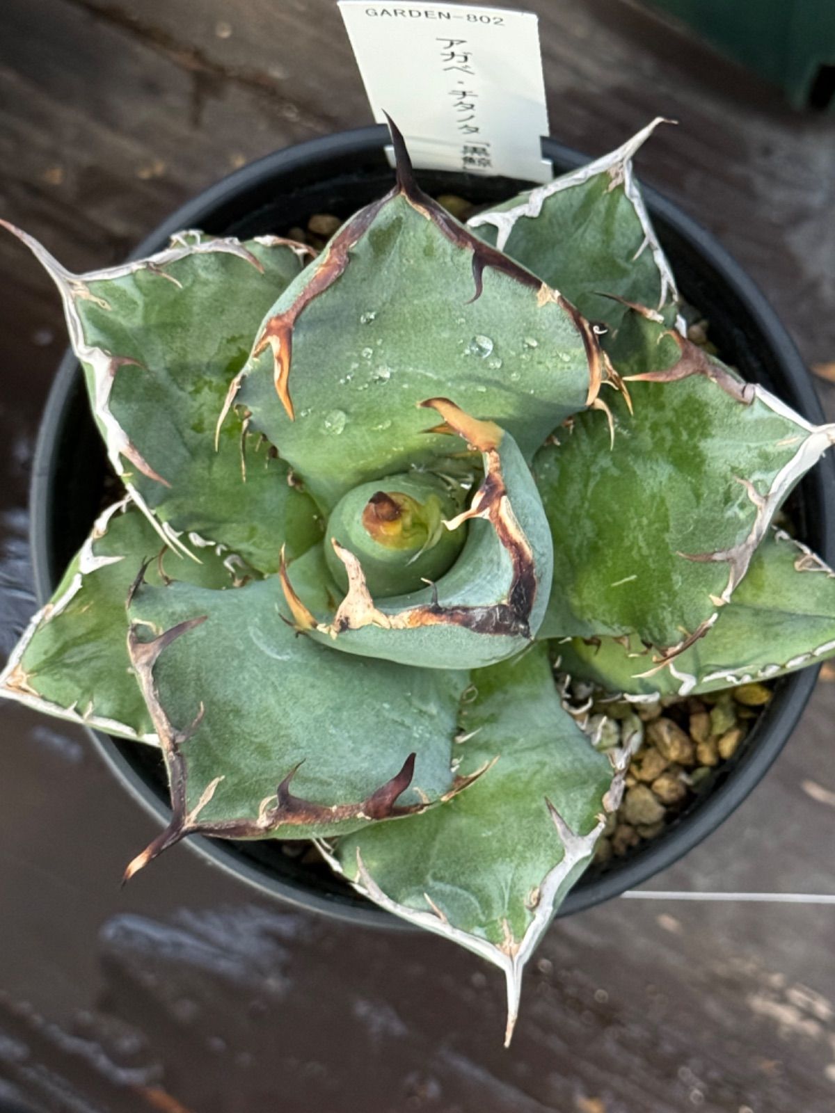 【裁断済/スキャン用有】DVD付生命科学セット＋参考書プリント有 裁断済/スキャン用有】DVD付生命科学セット＋参考書プリント有