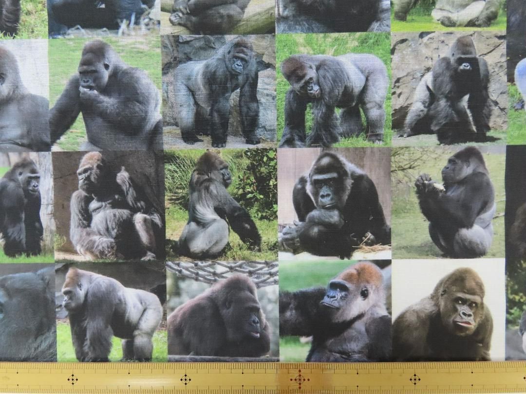 ゆきちゃん限定】X594 リアルゴリラ 動物 パネル柄 コットン生地