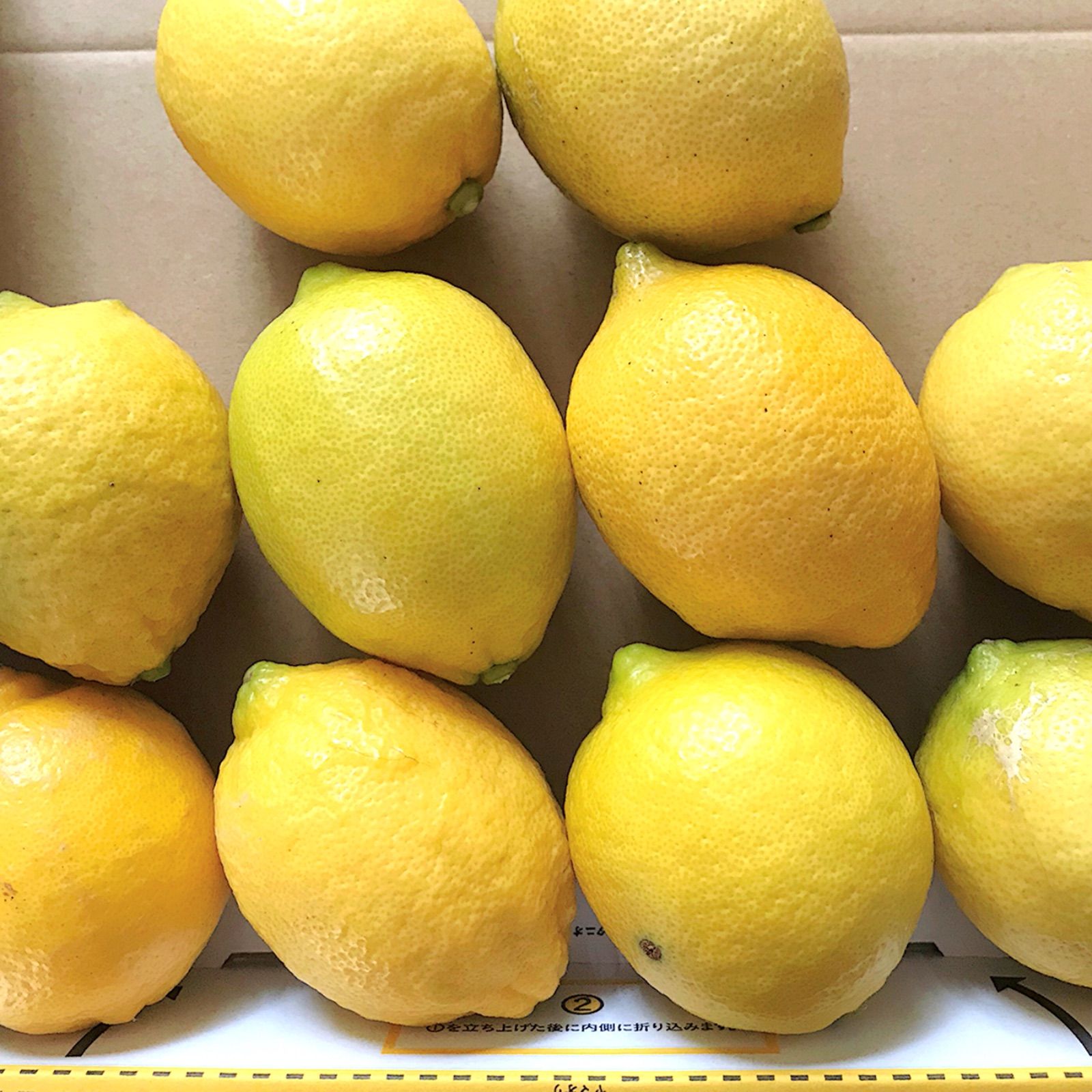 愛媛県産 国産 グリーンレモン 農薬不使用 果物 レモン 約3kg ⑥ 通販