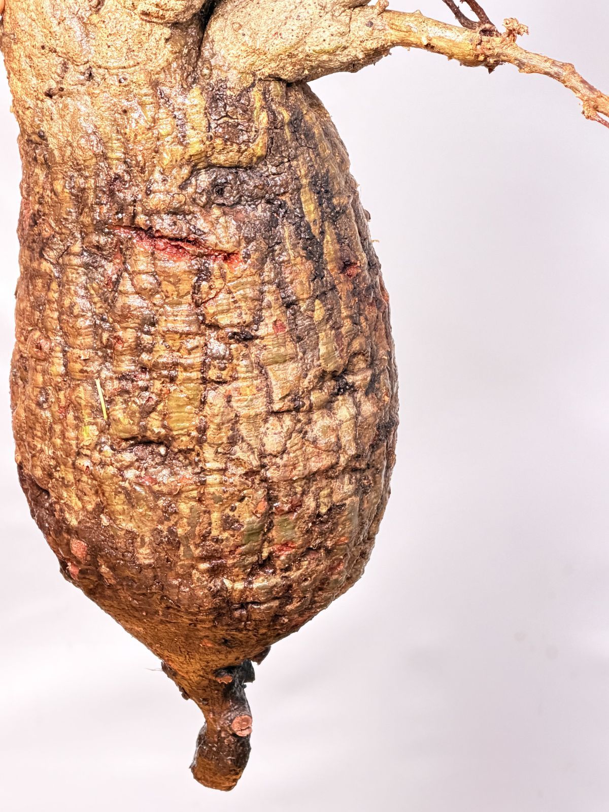 A144 Maison de Madagascar オペルクリカリア パキプス ベアルート株 マダガスカル選抜 Operculicarya pachypus パキプス コーデックス