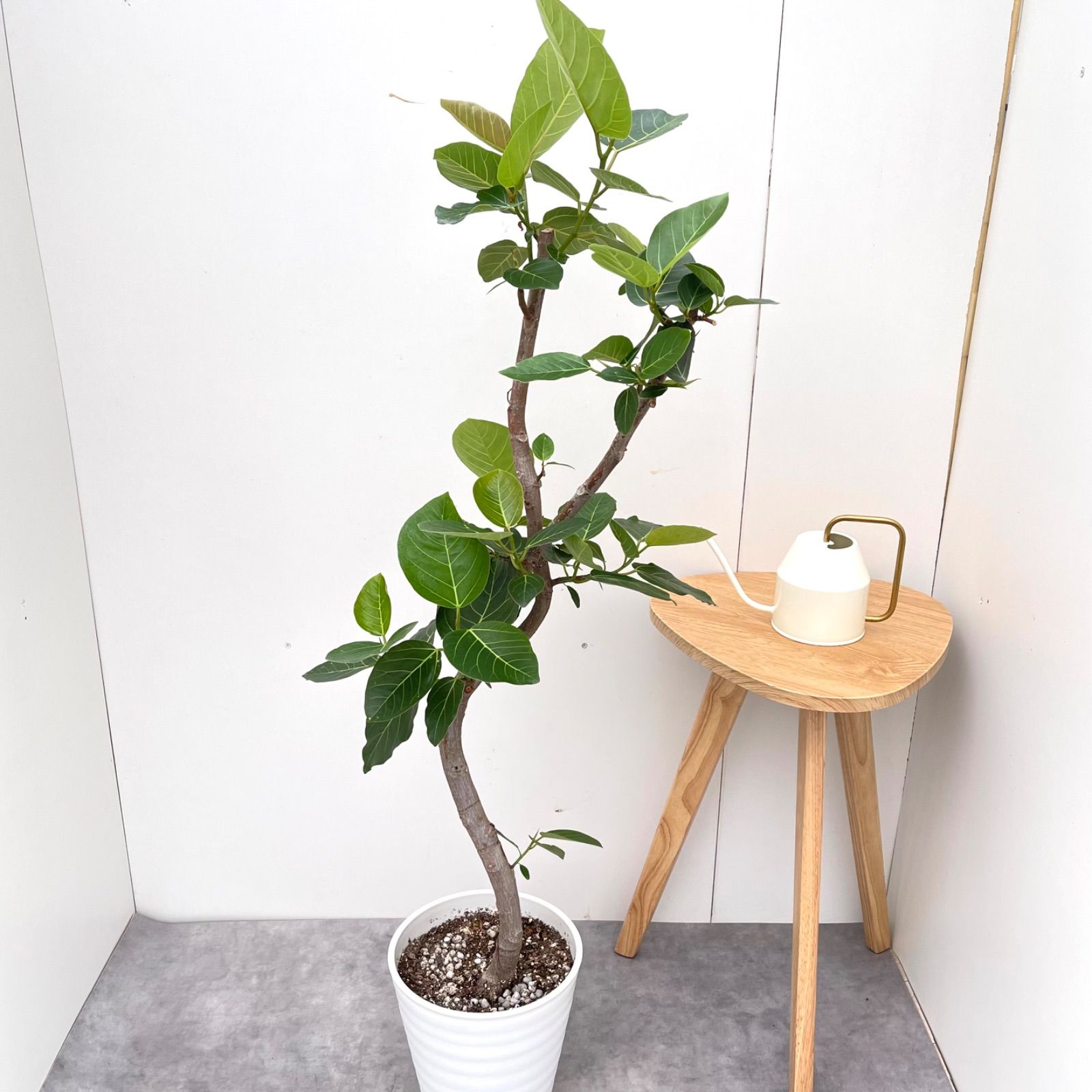 売約済※フィカス グランディス 割引 7【現品】観葉植物 室内 大型 売約