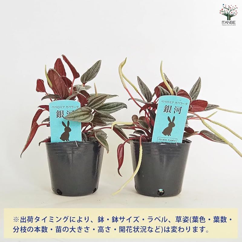 品種で選べる観葉植物