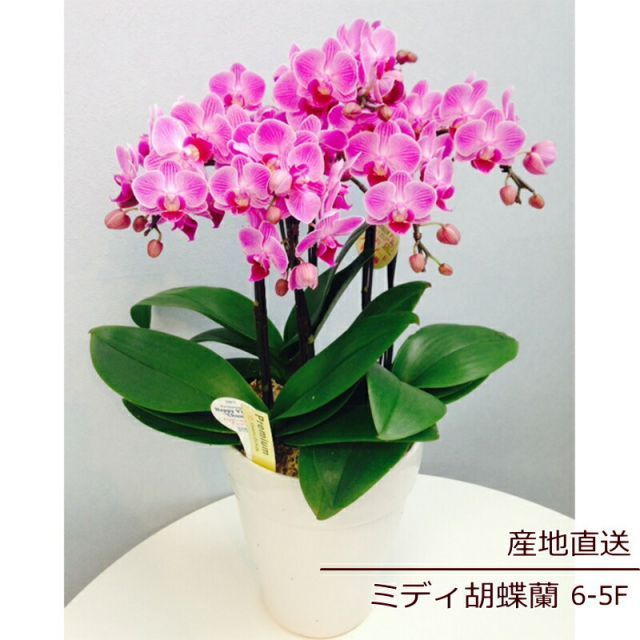 胡蝶蘭 ご挨拶 誕生日 花 鉢花 蘭 ラン 花鉢 コチョウラン ミディ胡蝶蘭 5F 5本立ち ギフト ピンク 産地直送 リラックス メッセージ 誕生日 展示会 受付 記念日 プレゼント 結婚祝い 送別 新築祝い ウエディング 御祝 出産祝い n
