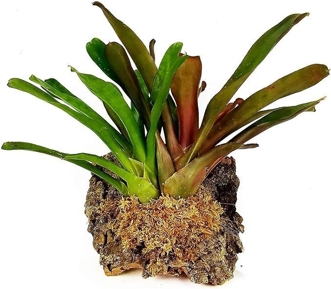 ジャパン蘭土 ニュージーランド産 圧縮水苔AAAハイグレード 500g 40L Premier プレミア オリジナルお手拭きつき STEELWINDOWSANDDOORS_COM