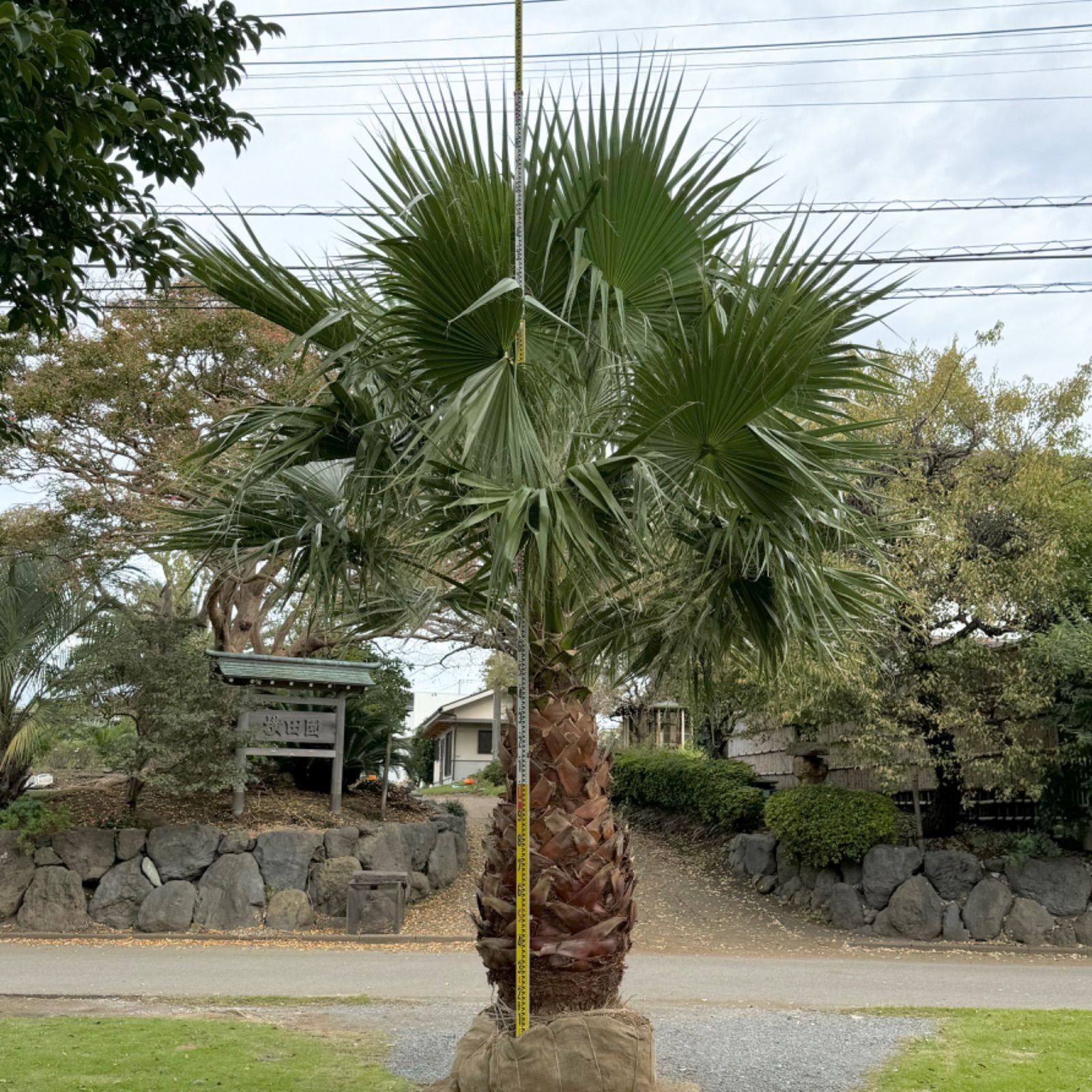 極太幹】ワシントンヤシ - メルカリ