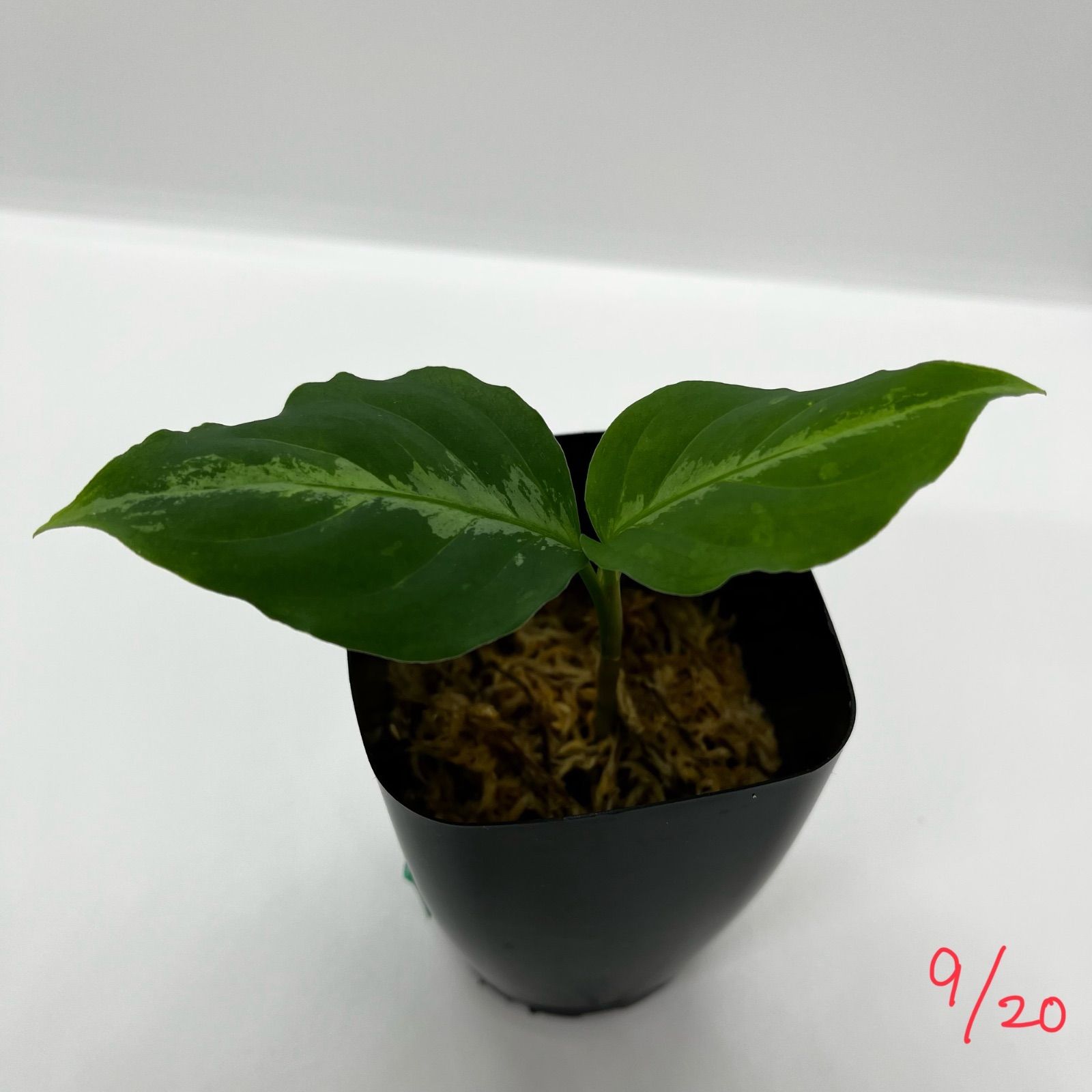 アグラオネマ ピクタム【LA0819-01b】【子株】【正規タグ付き】 アグラオネマ ピクタム【LA0819-01b】【子株】【正規タグ付き