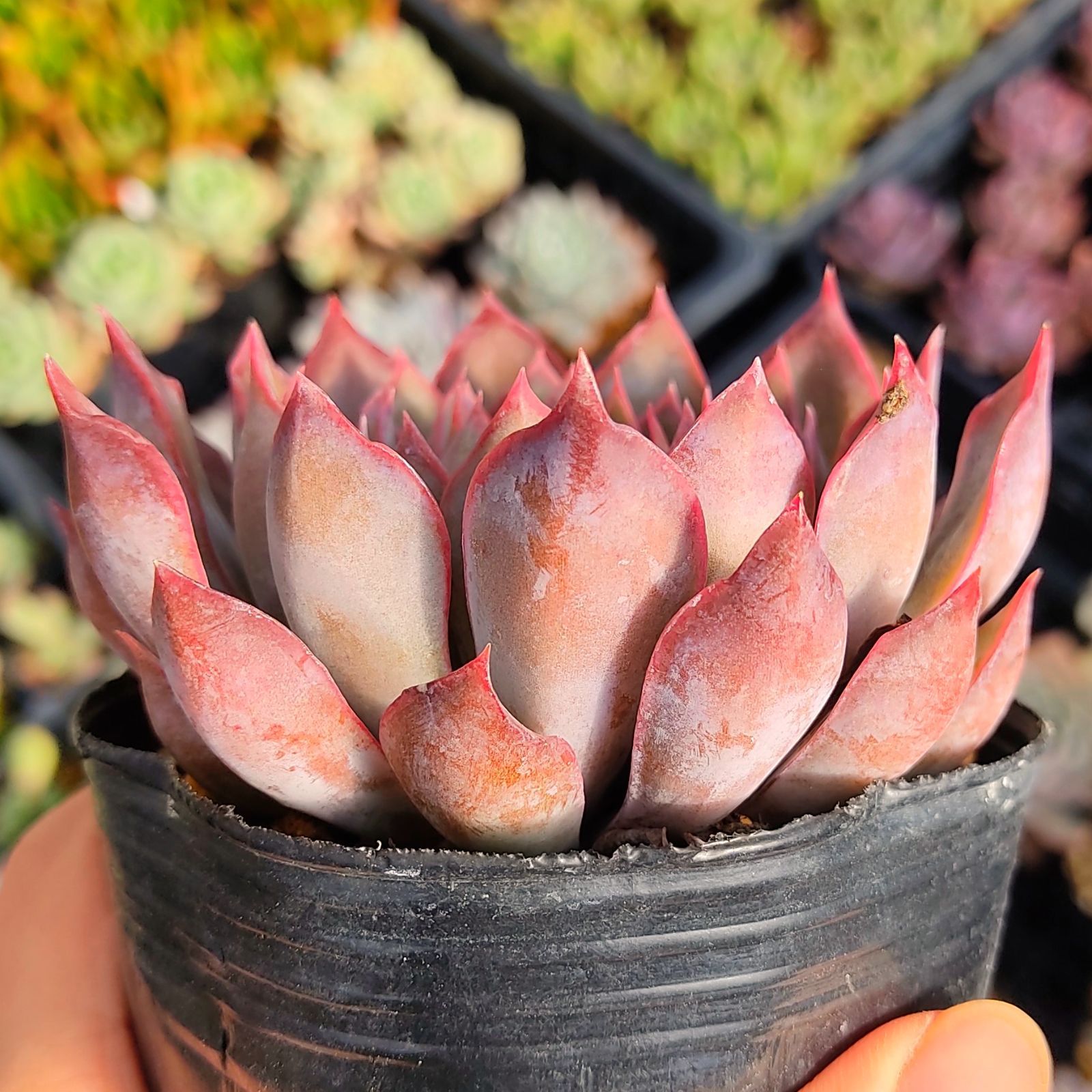 多肉植物 エケベリア ダークアイス 抜き苗 - メルカリ