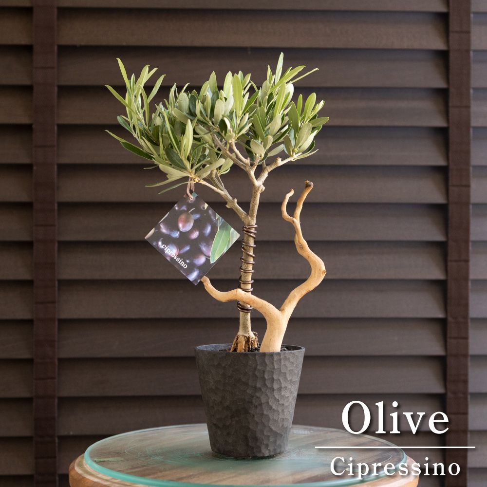 創樹 盆栽 根上りオリーブ Olive 流木 SOUJU Cipressino