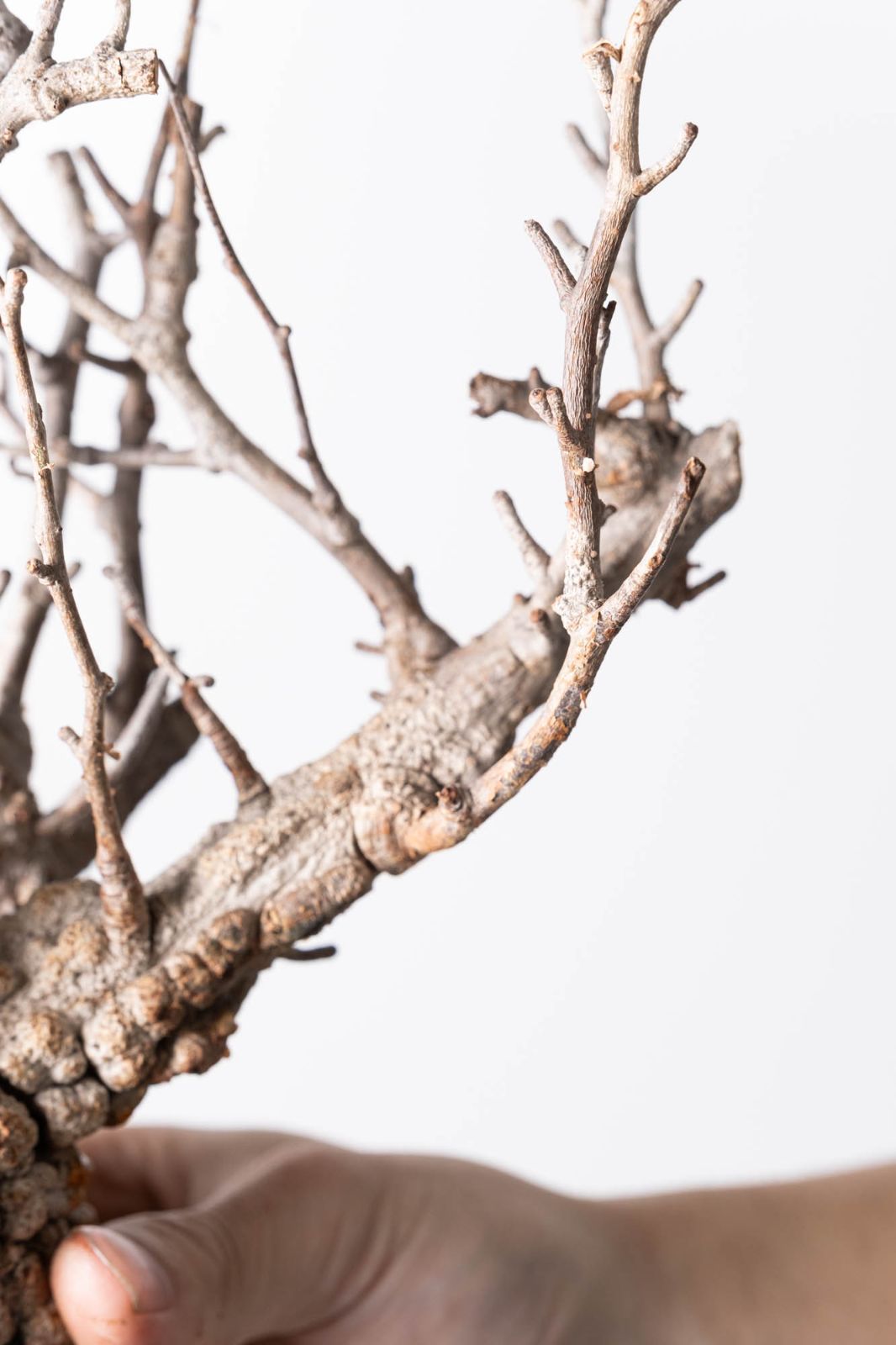 MP127 オペルクリカリア パキプス コーデックス ベアルート株