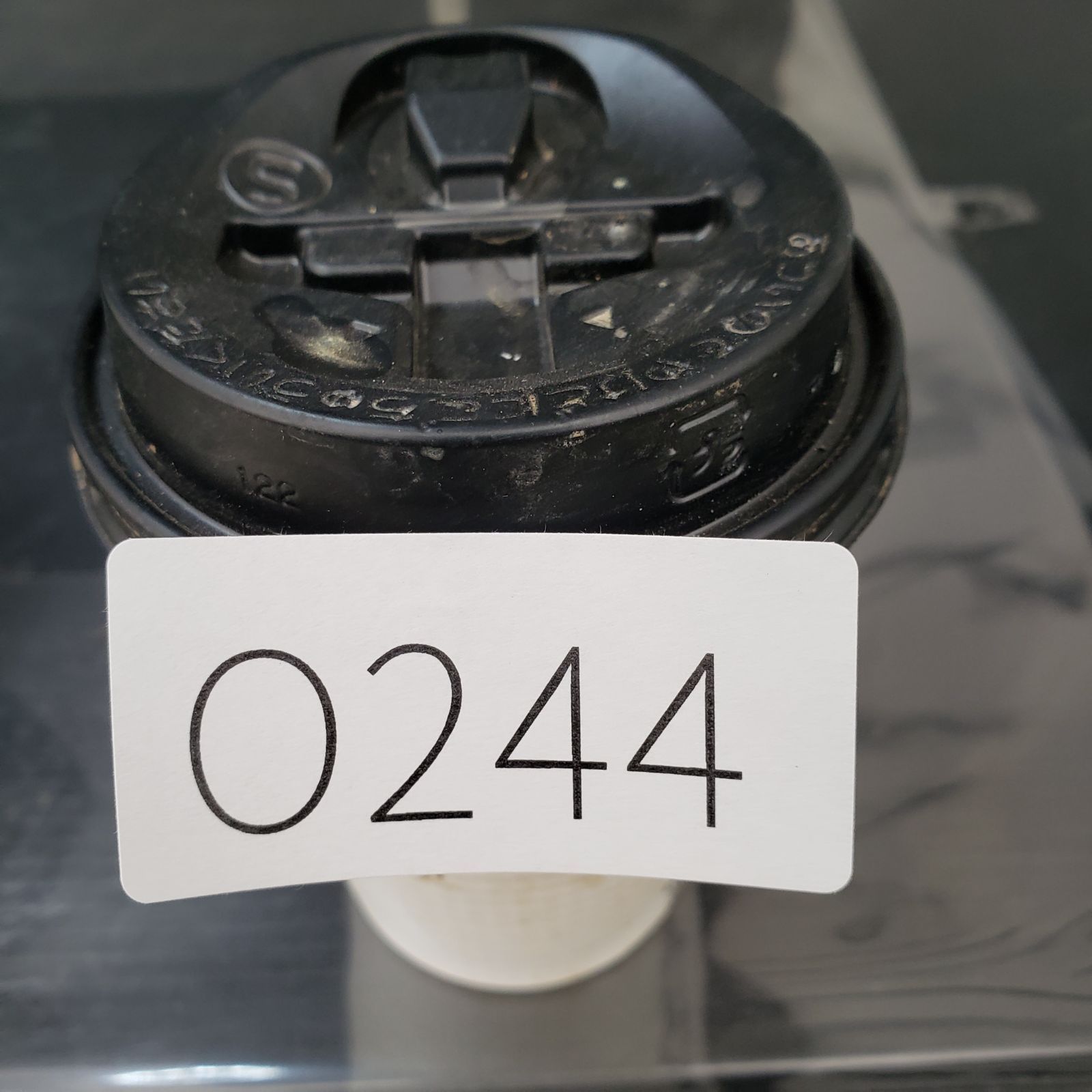O244【自社養生株】ユーフォルビア ガムケンシス（発根株