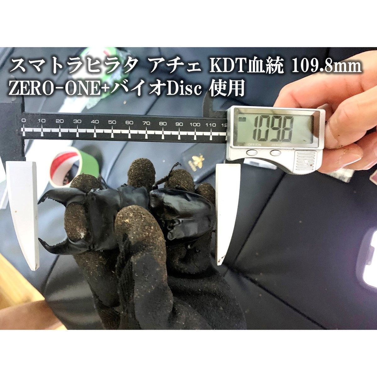 吉田屋】オリジナル菌糸ZEROONE使用個体 スマトラオオヒラタ