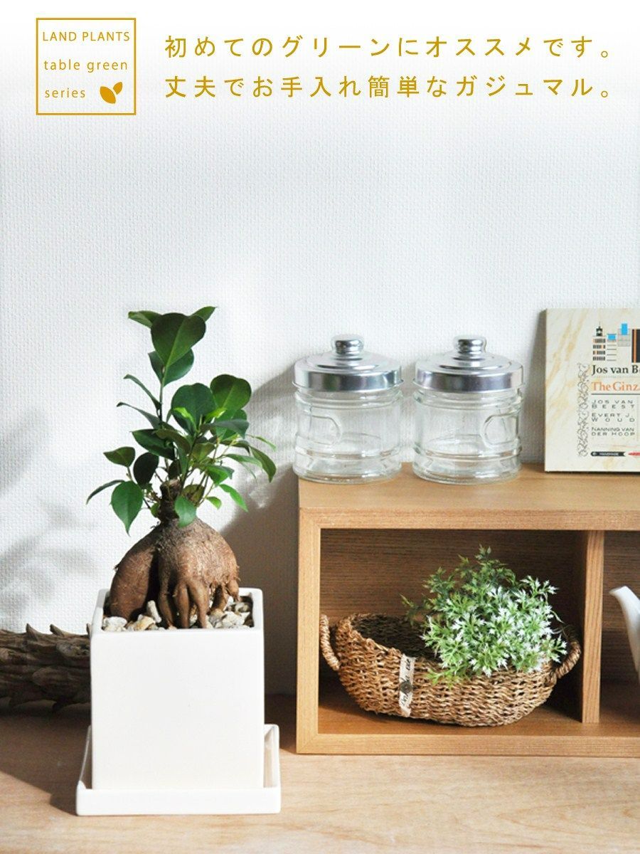 4185 戸上明道「春入千林處々鶯」 共箱 肉筆 紙本 書 掛軸 臨済宗 玉瀧寺