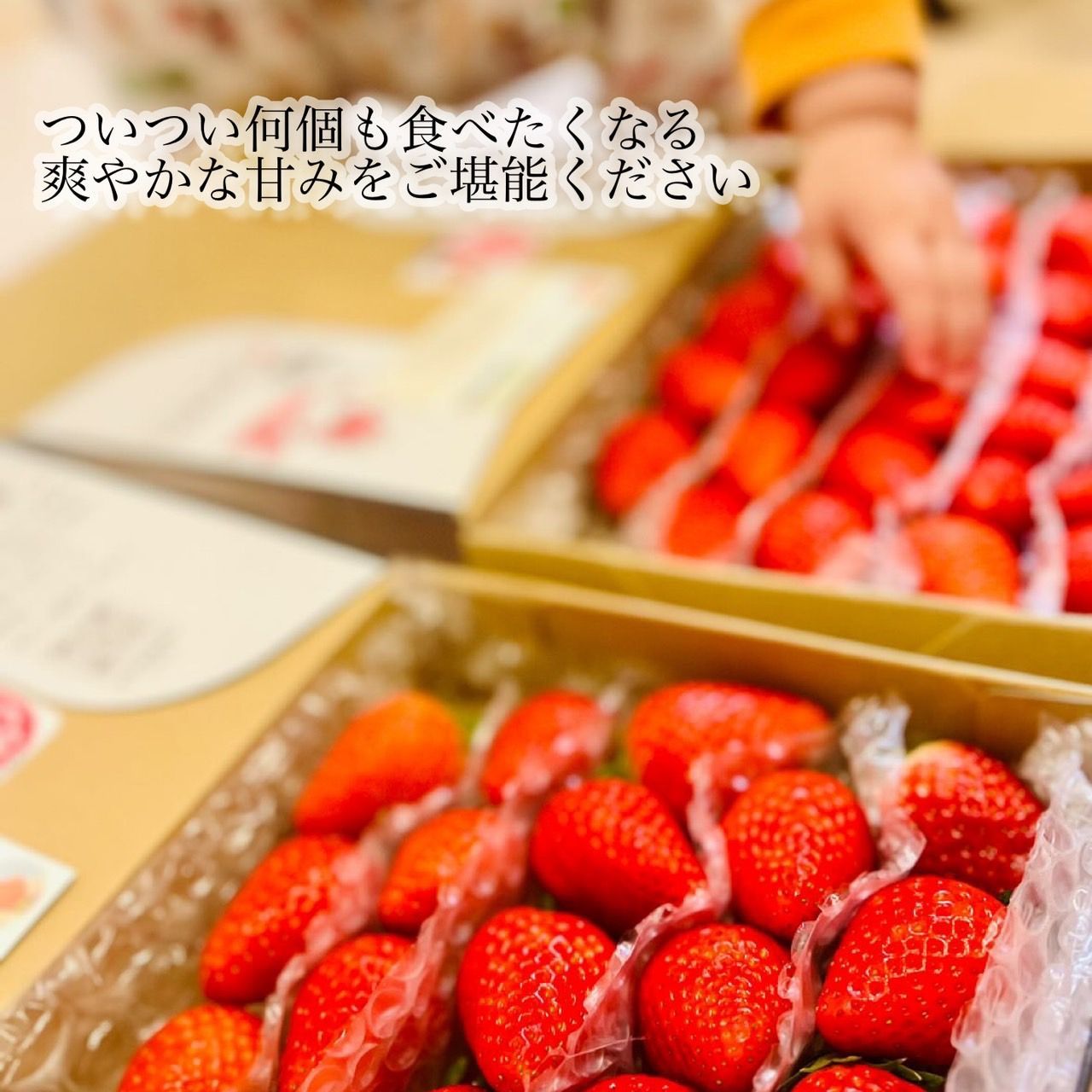 ②箱【複数割】新鮮朝採りかんちゃん農園の甘いいちご-6