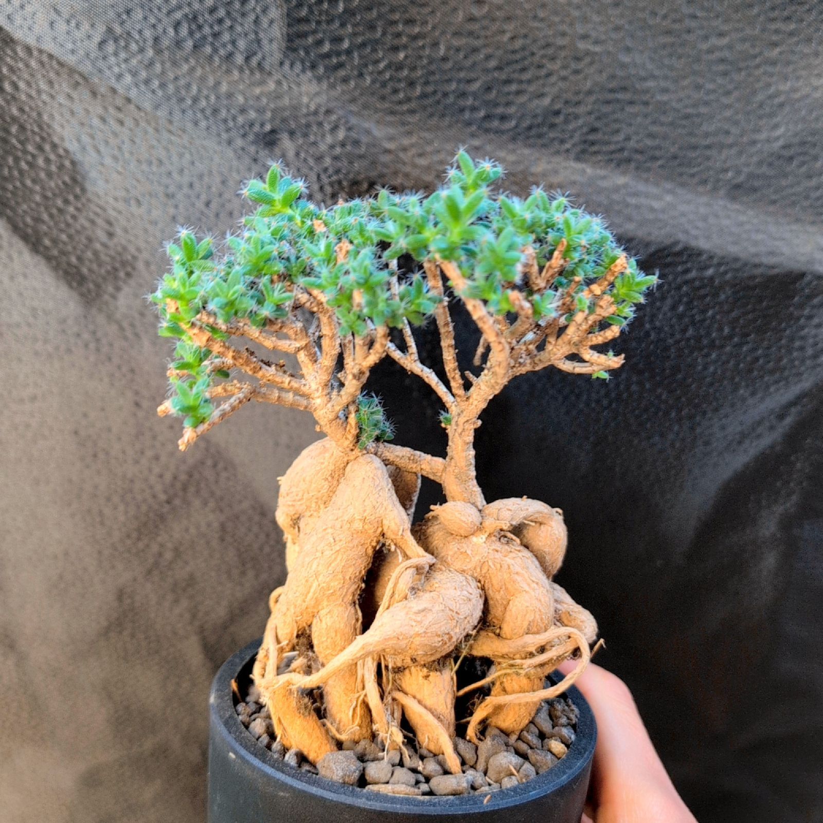 陶器鉢付き！トリコディアデマ ブルボスム 姫紅小松