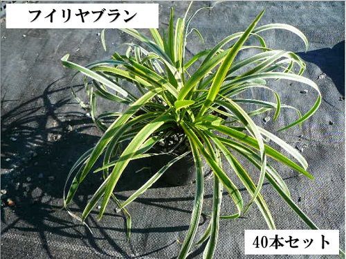 40本セット フイリヤブラン|10.5cmポット