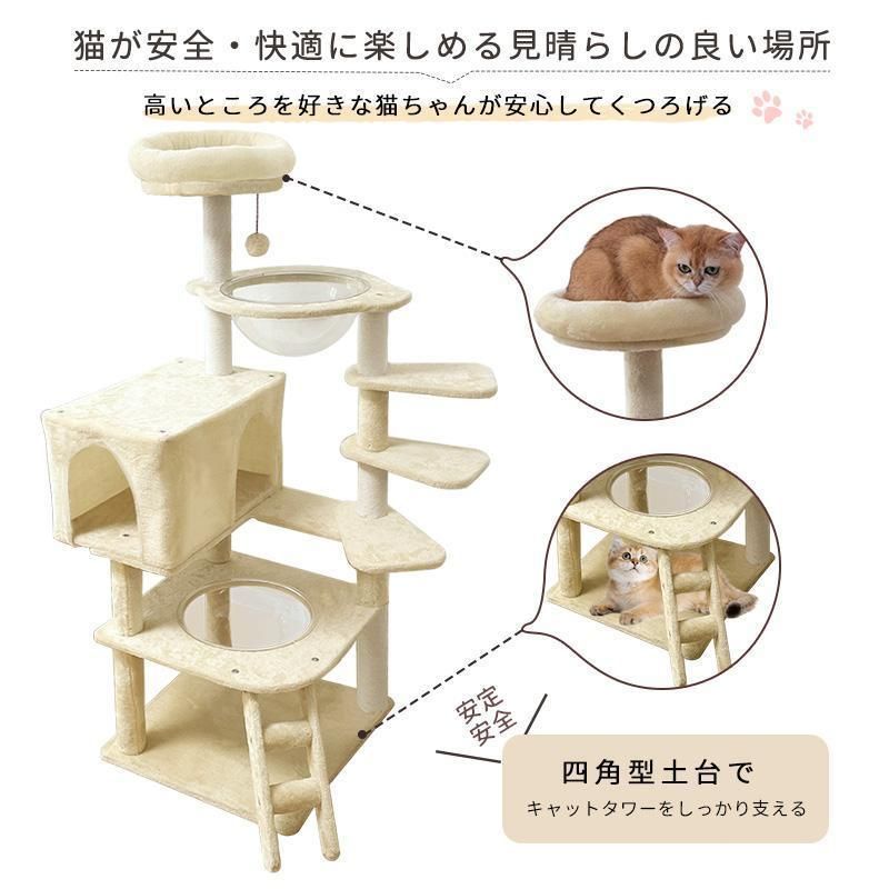 短足猫 シニア猫