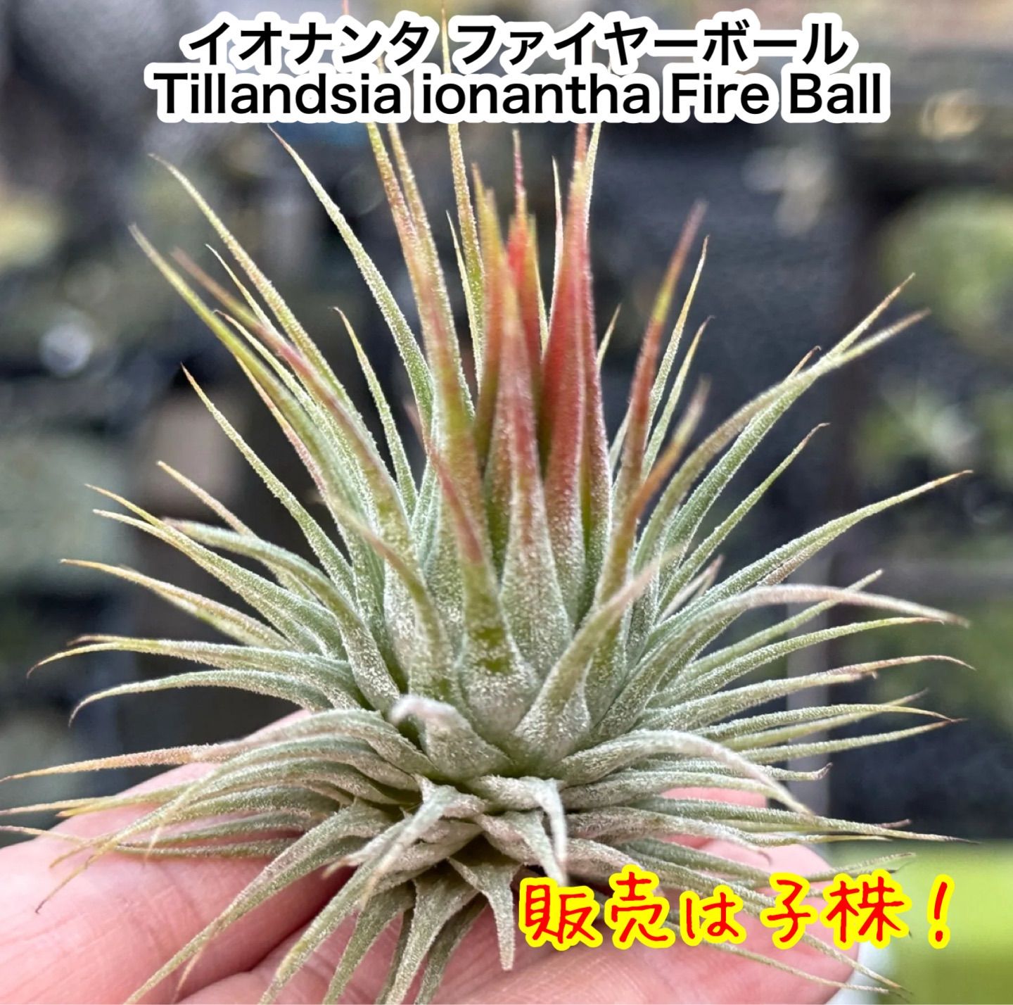 現品＊ネコポス匿名＊子株チランジア イオナンタ ファイヤーボール