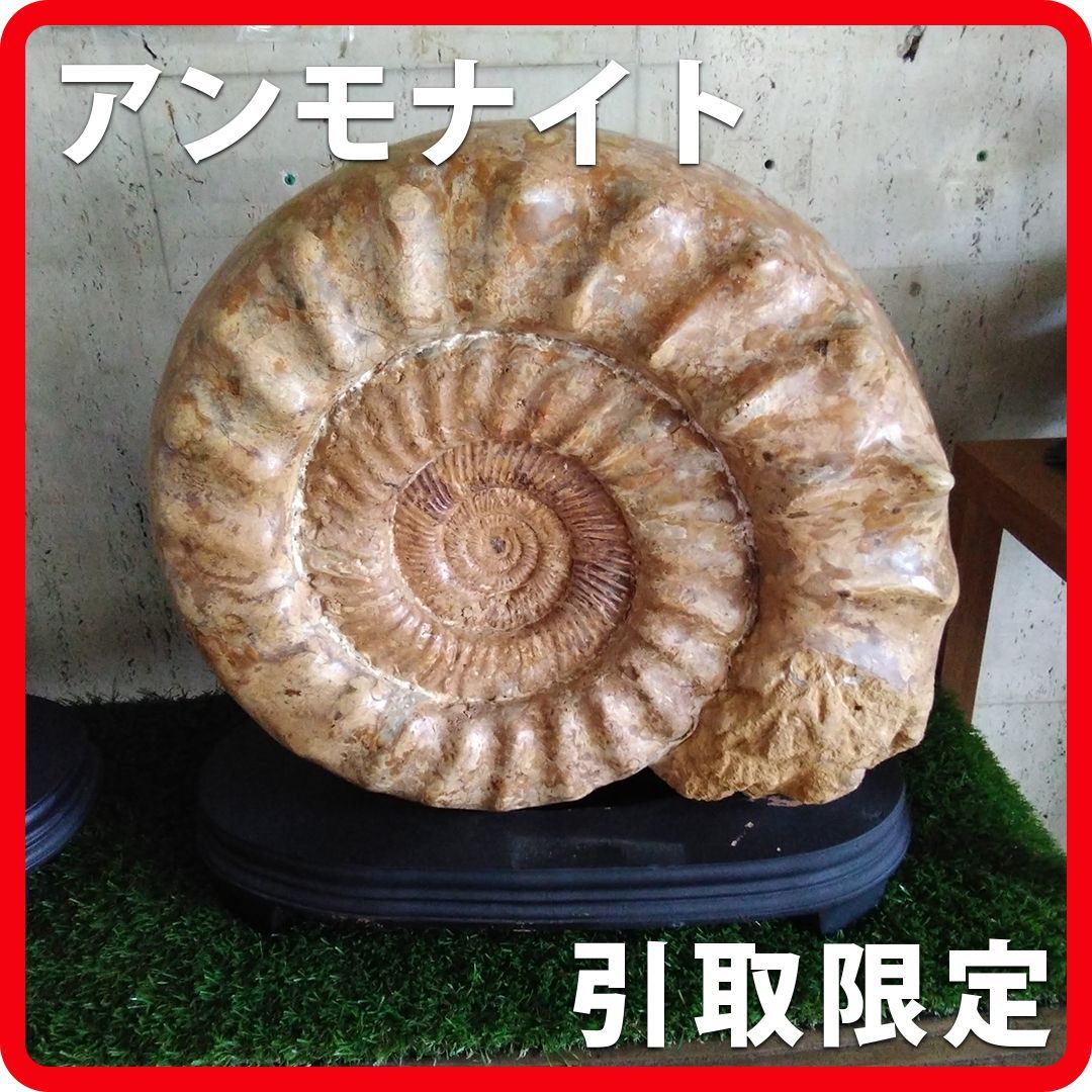 アンモナイト 化石 コレクション 観賞用 石 台座付き 横幅 約38cm 重量