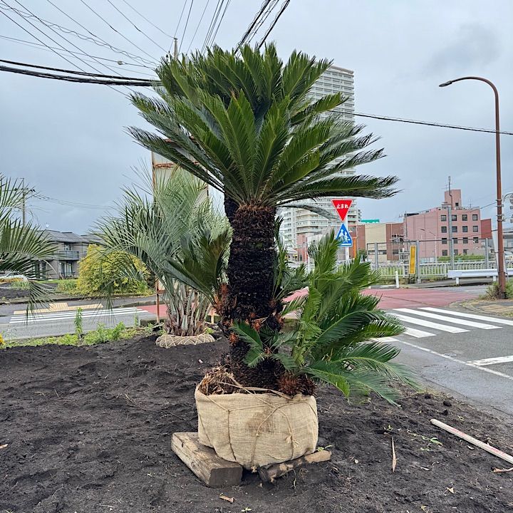 トリプルヘッド ソテツ