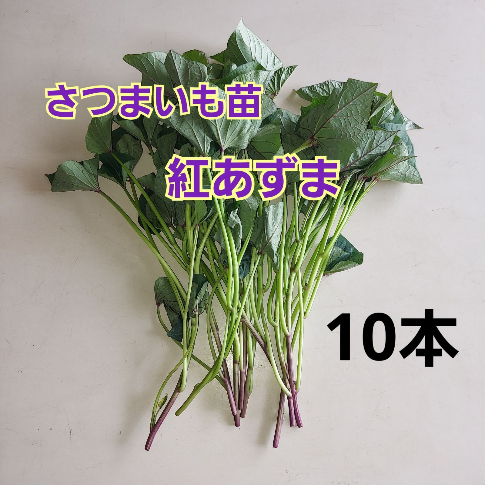 さつまいも苗 紅あずま 10本 - まごころ野菜 よしの - メルカリ