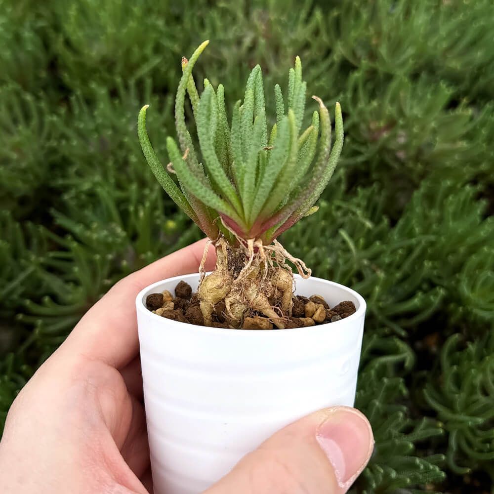 植物】鉢植 フィロボルス・レスルゲンス 小サイズ【2.5号鉢