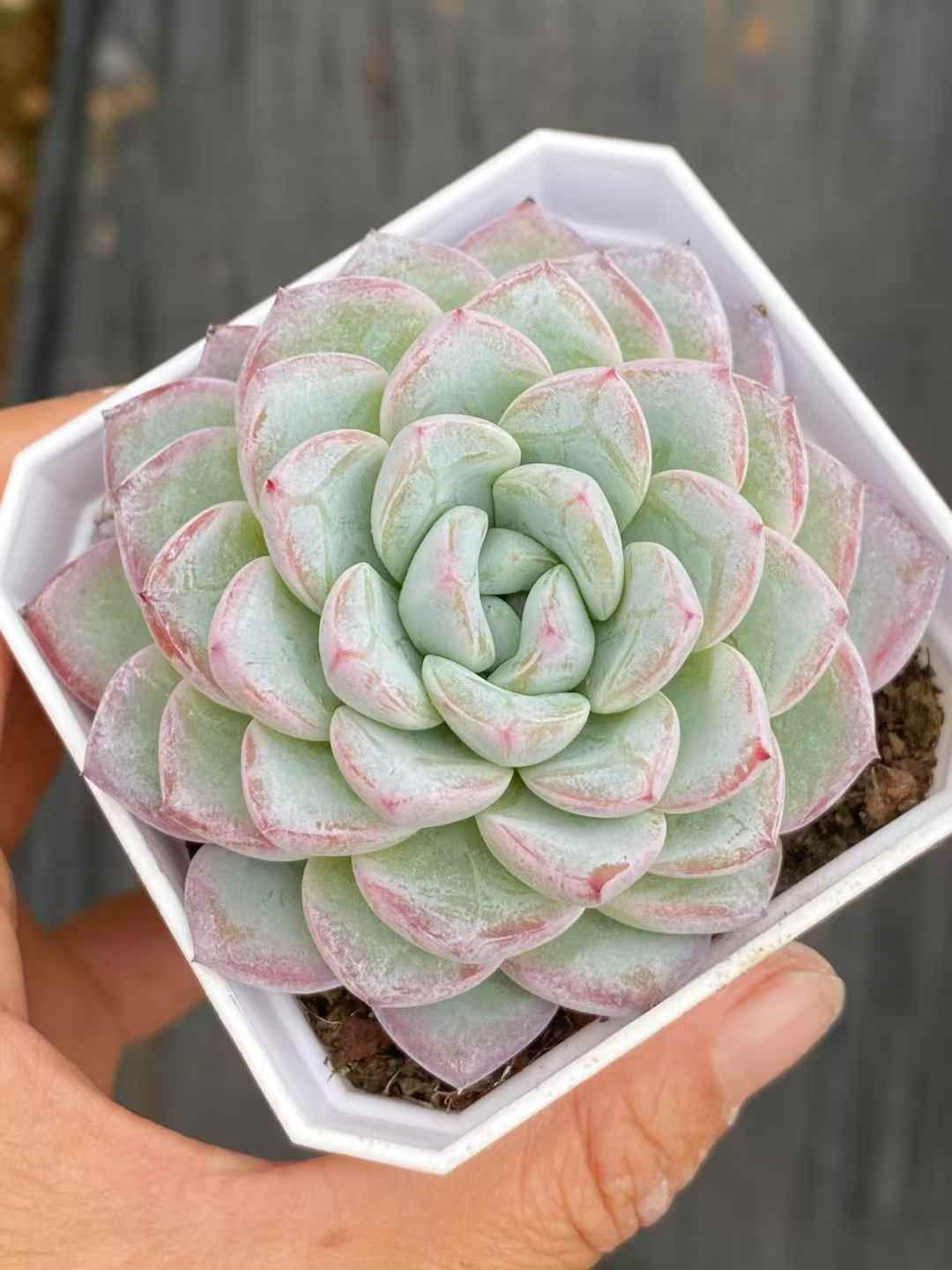 カードファイト!! ヴァンガード 天虹の賢者 ルヴィロン FFR DZ-BT07