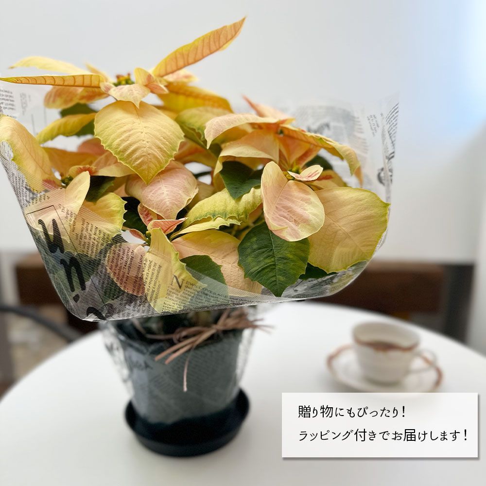 観葉植物 ポインセチア 5号 選べる種類 プラスチック鉢 黒皿付