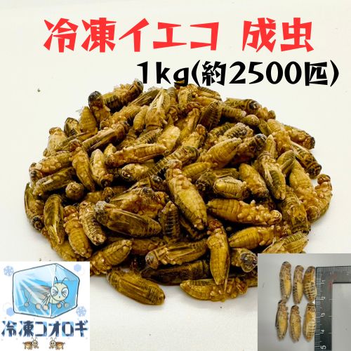 冷凍イエコL 成虫 約2500匹1kg 冷凍コオロギ