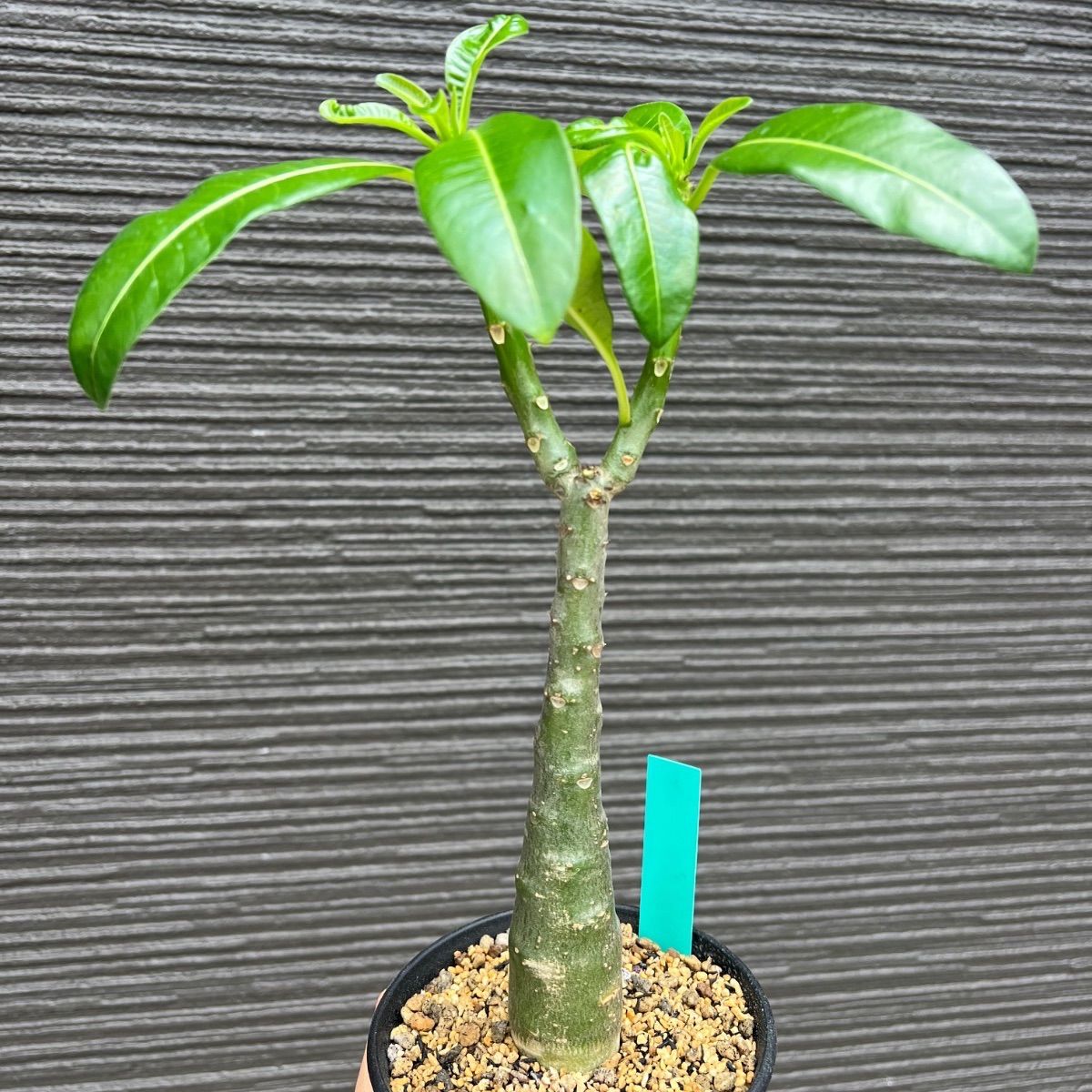 パキポディウム バロニー 実生 パキポディウム バロニー×ウィンゾリー